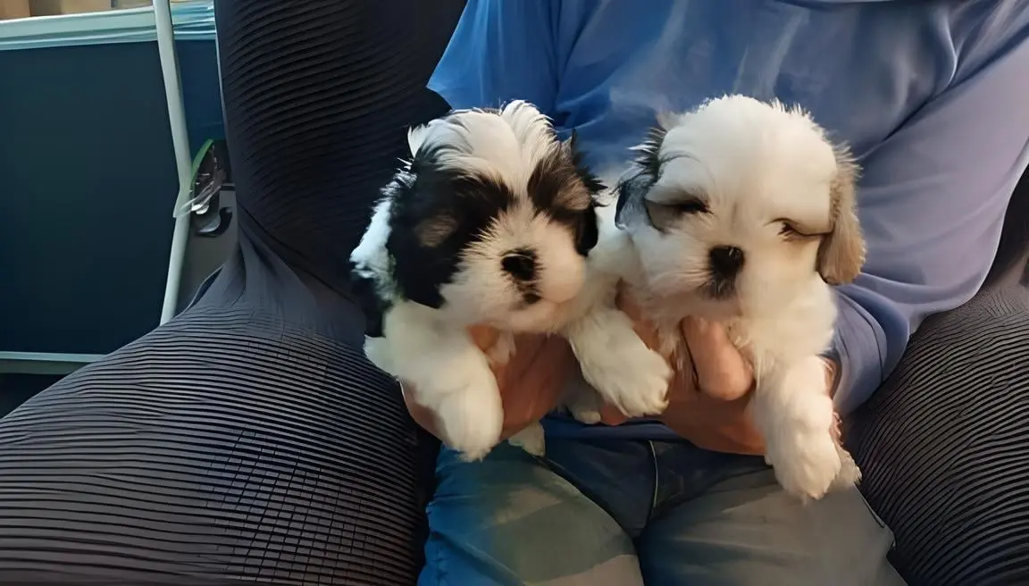 BeBe's Precious Pups
