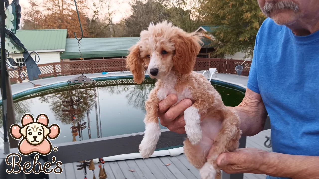 Toy poodles Peach Coat Photo1