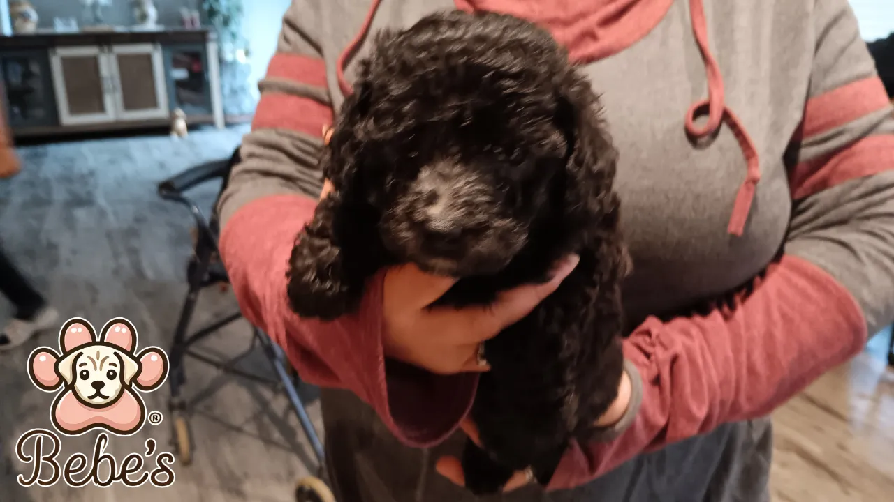 Toy poodles 