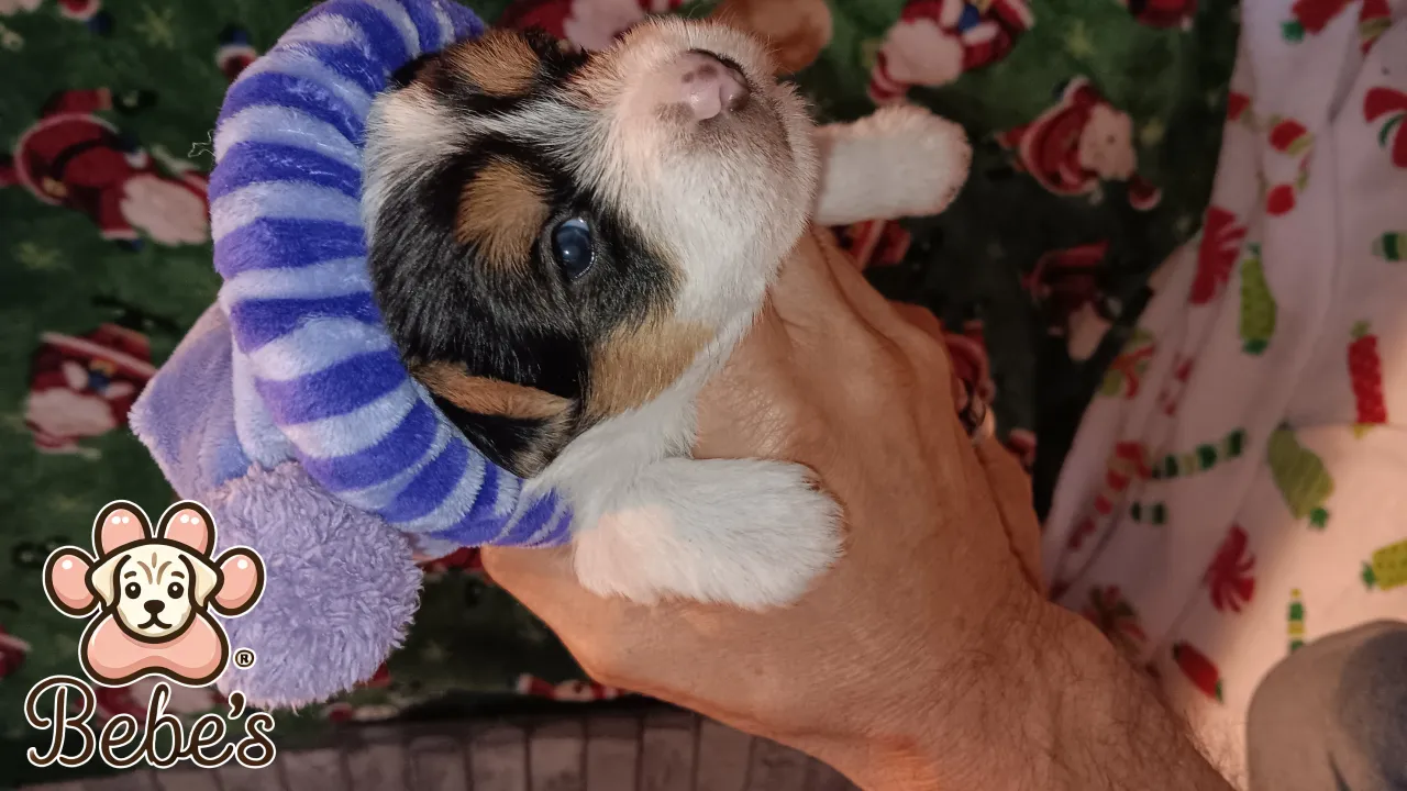 Yorkie male ready for a forever home 