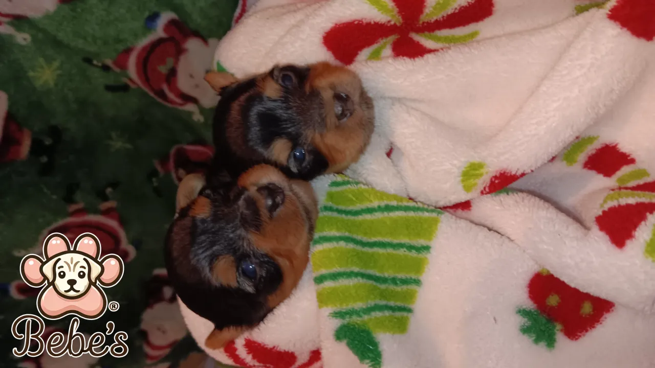 Yorkies 3 males 1 party traditional
