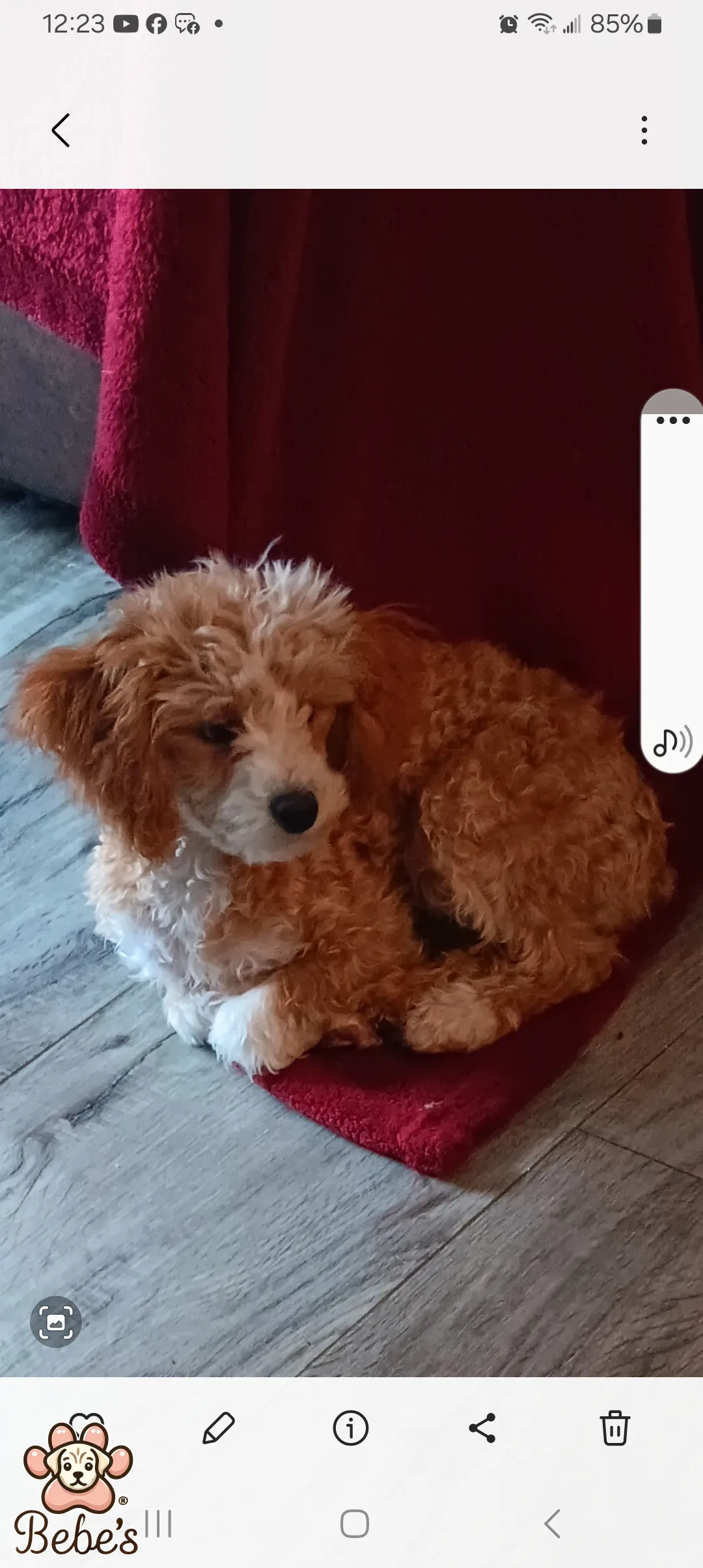 Toy poodles 