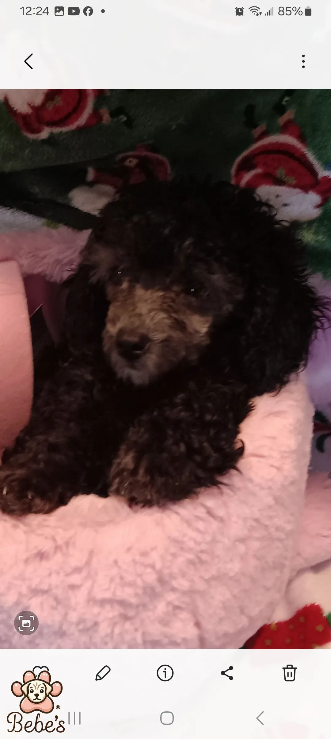 Toy poodles 