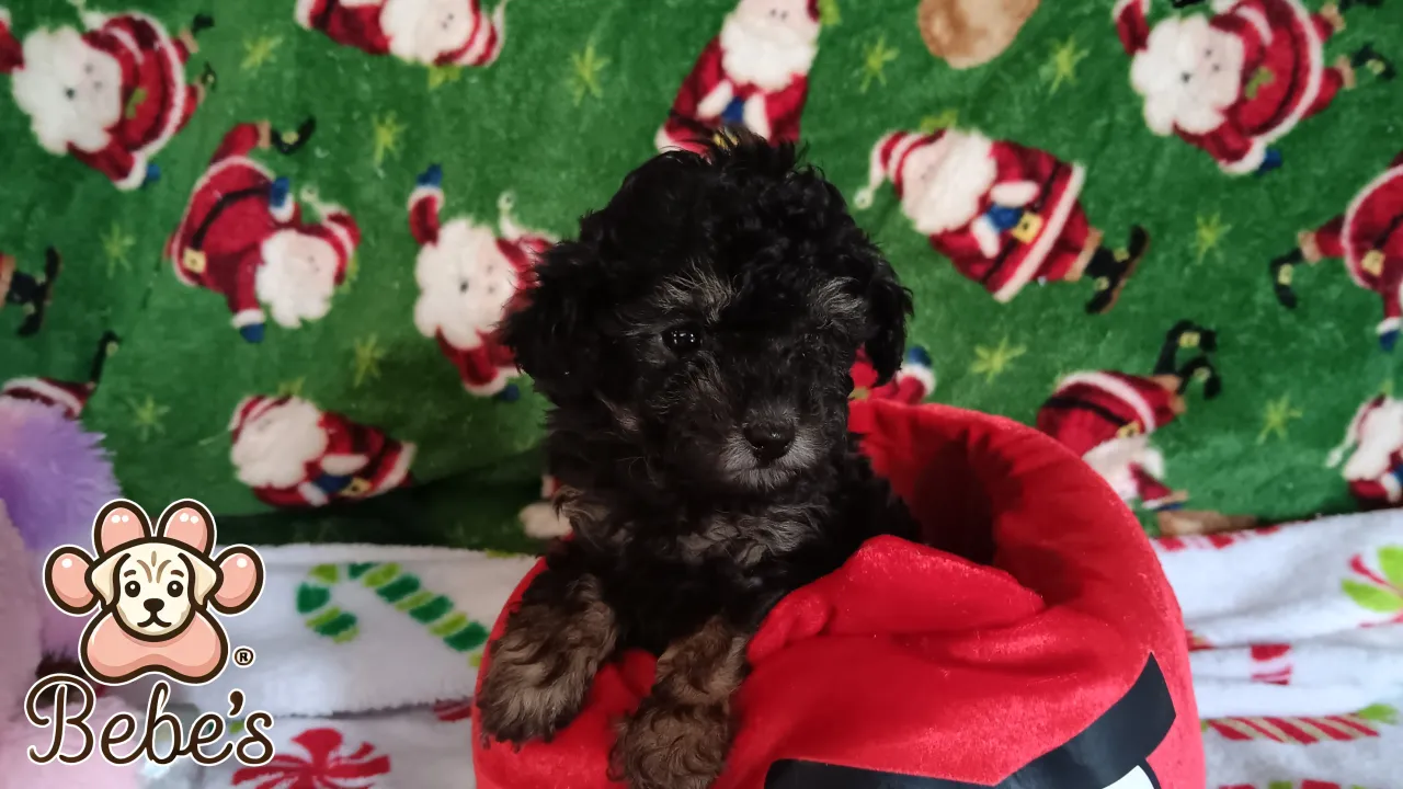 Toy poodles 