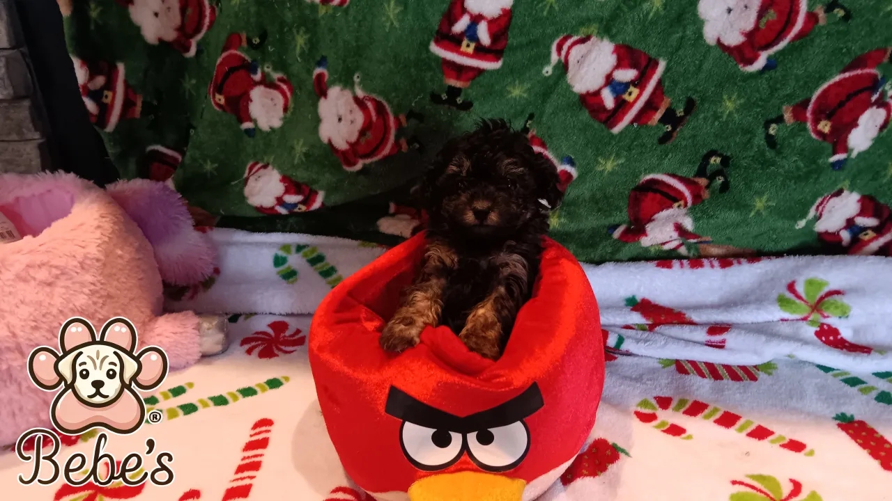 Toy poodles 