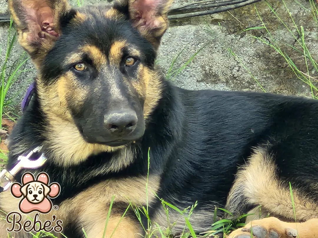 German shepherd Colby tank