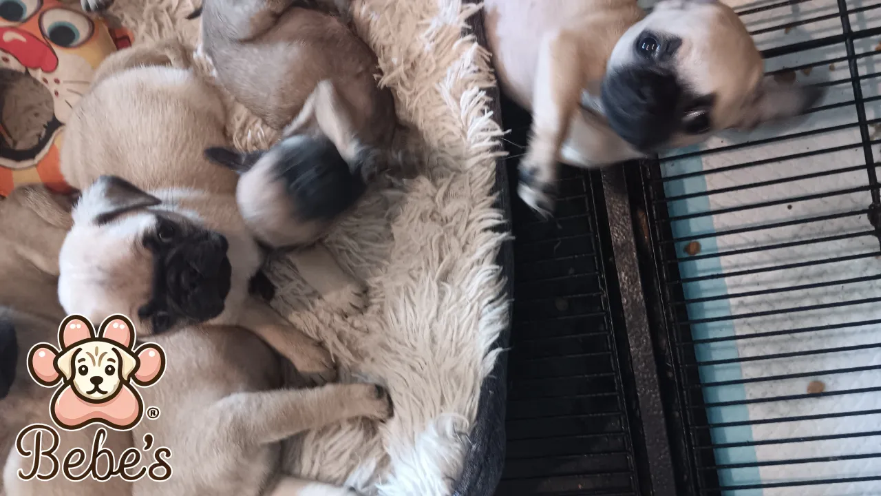 Puppies 