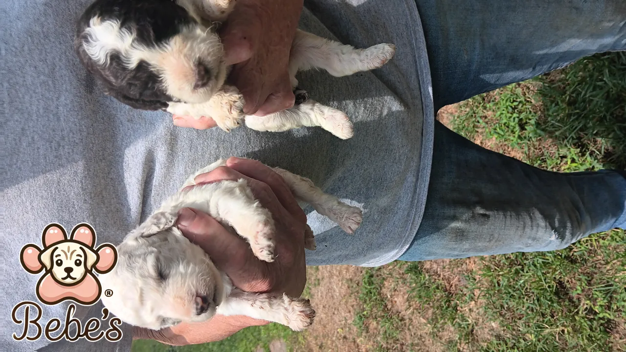 Standard poodle puppies 