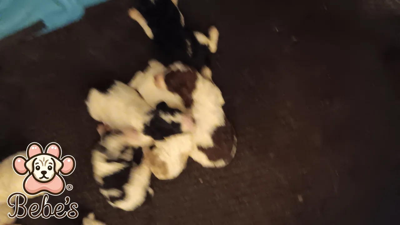Standard poodle puppies 