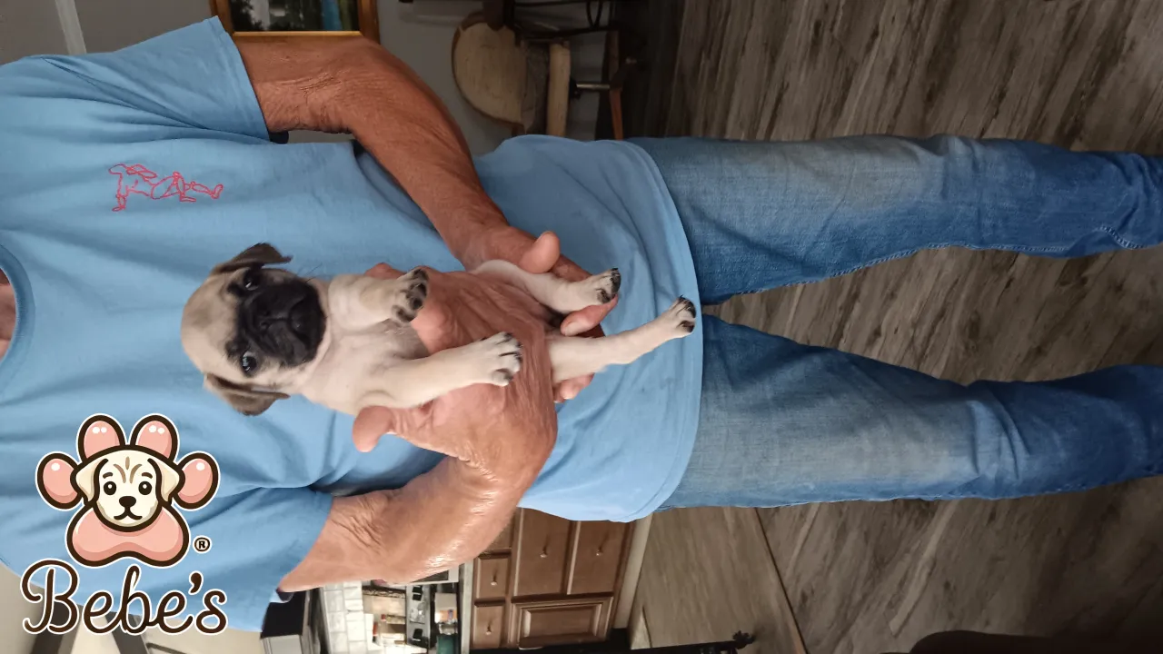 Pugs
