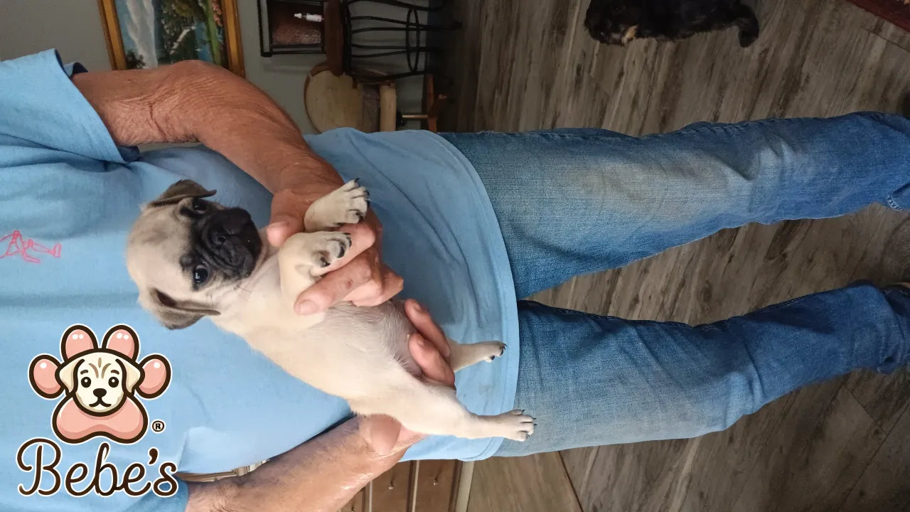 Pugs