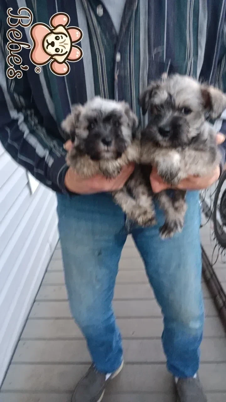 Min.schnauzers