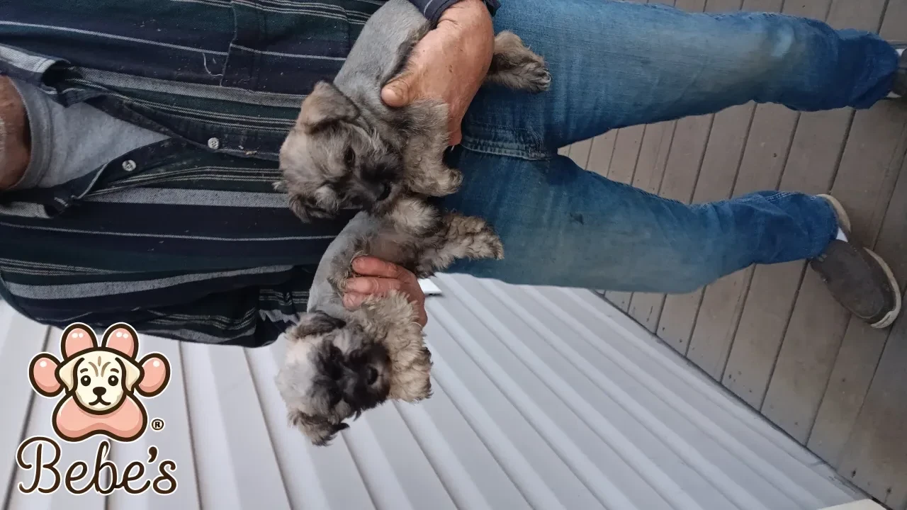 Min.schnauzers