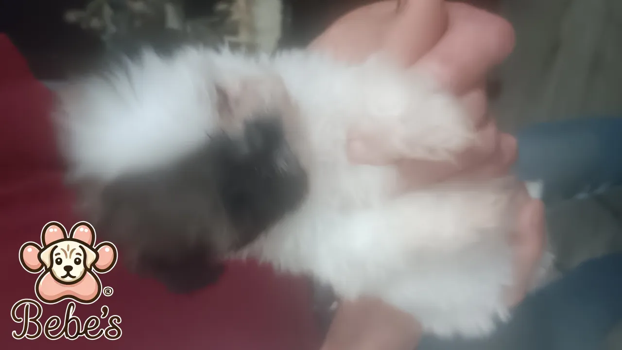 Imperial female shihtzu