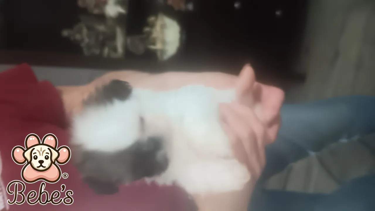 Imperial female shihtzu