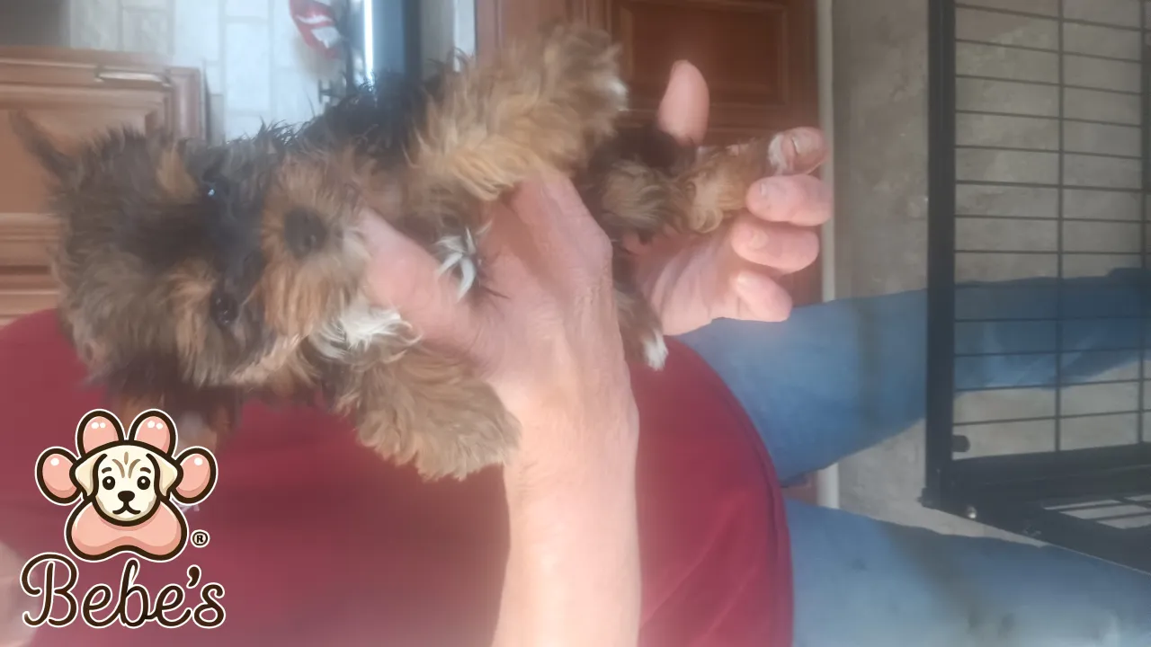 Yorkie females 