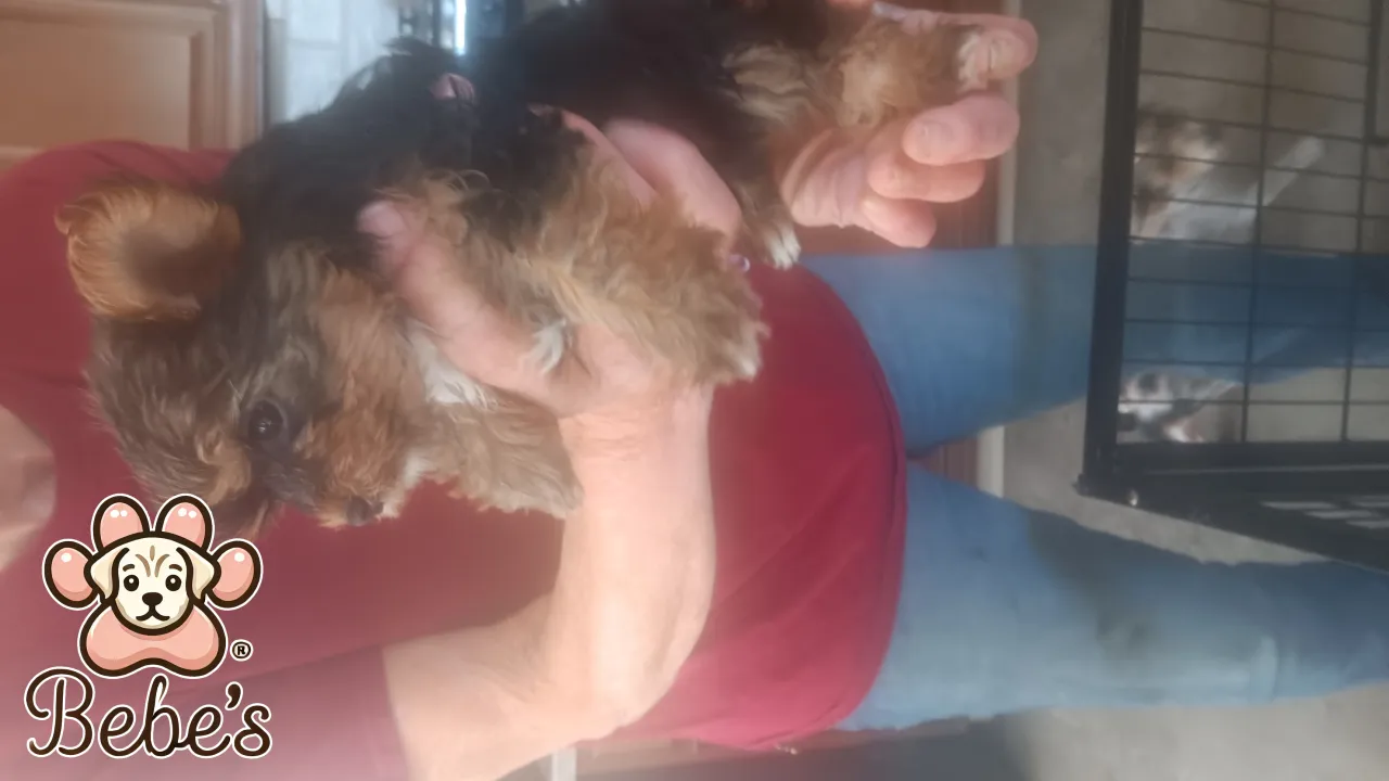Yorkie females 