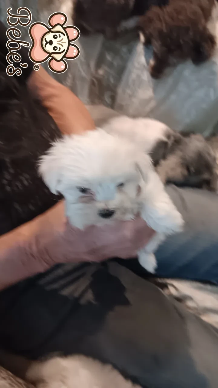 Maltese tiny male and female 