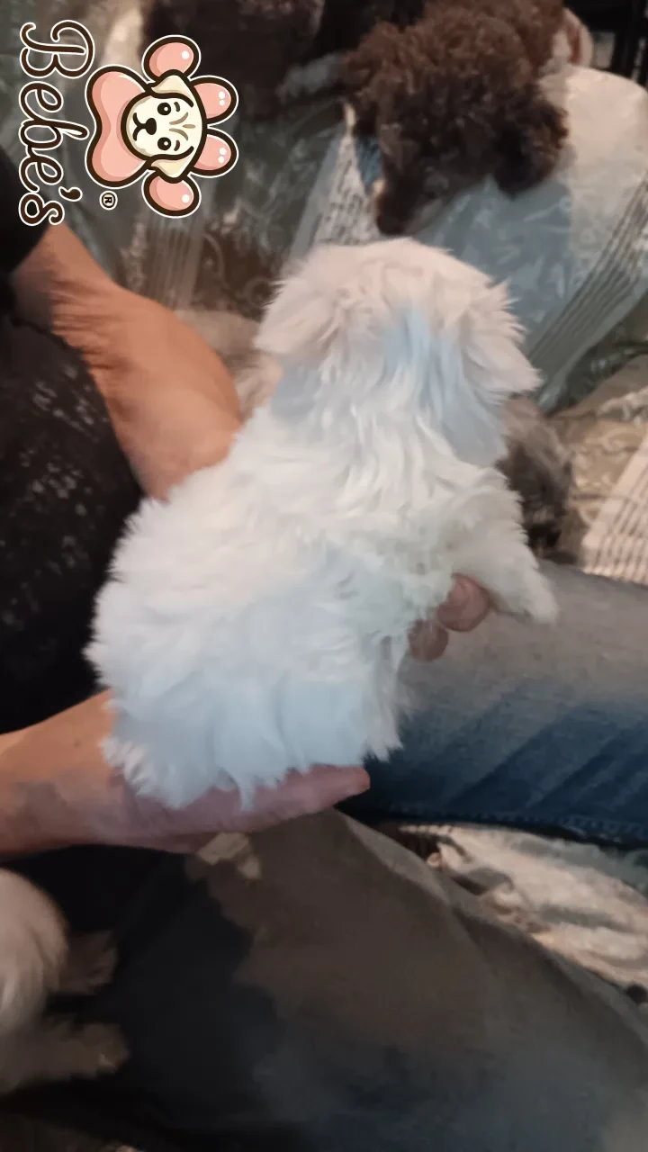 Maltese tiny male and female 