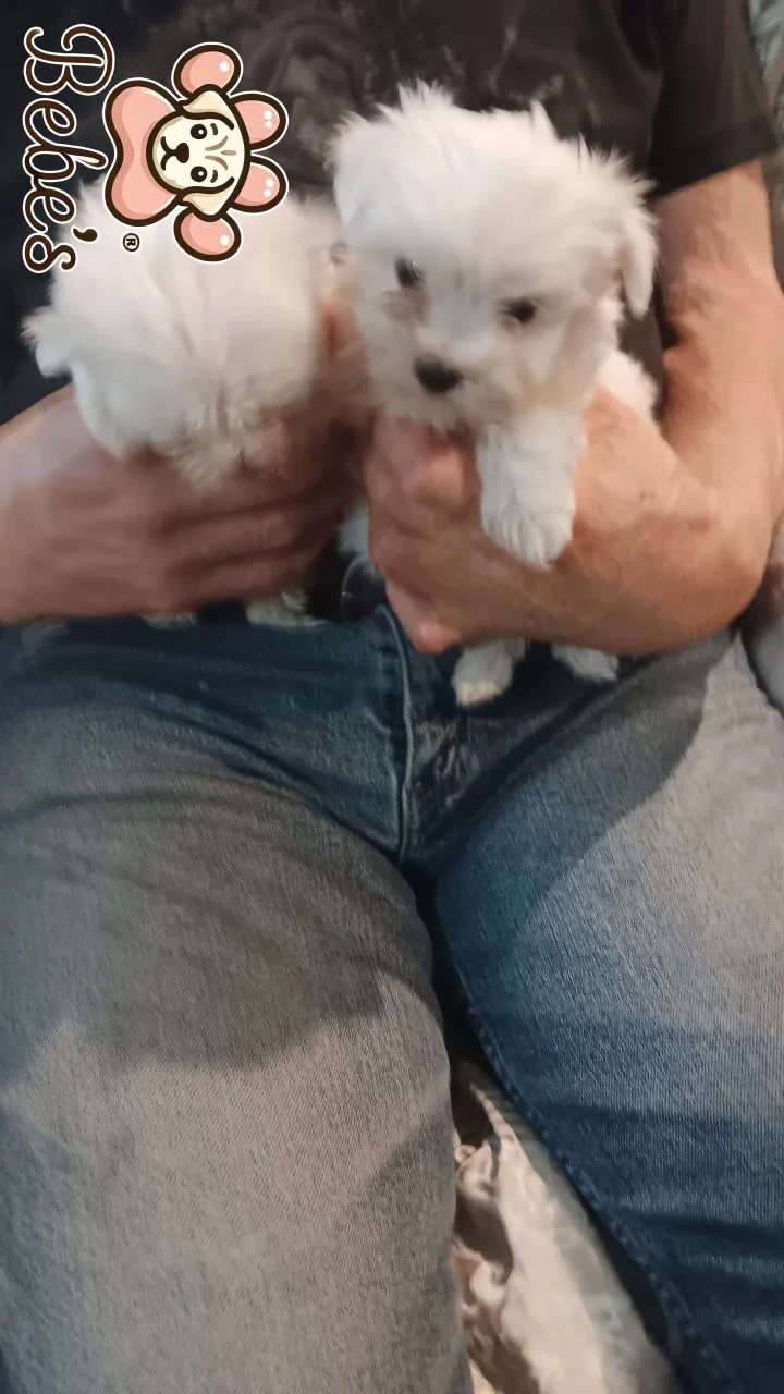 Maltese tiny male and female 