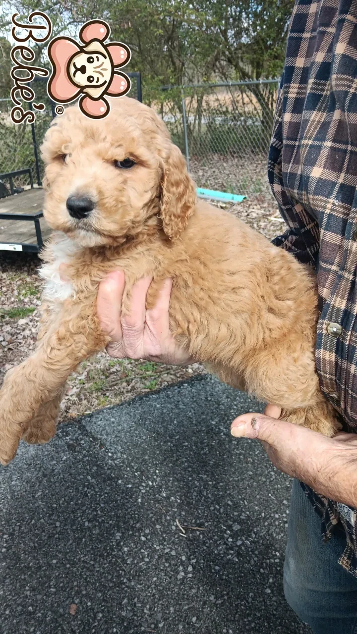 Standard poodle puppies 