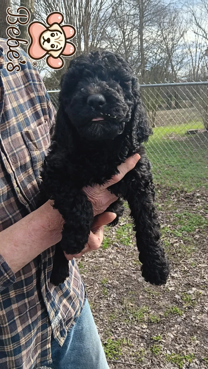 Standard poodle puppies 