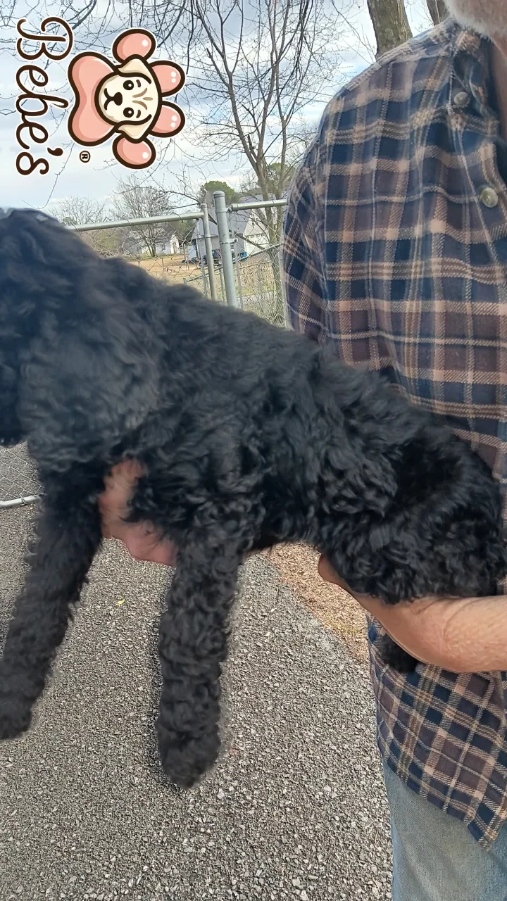 Standard poodle puppies 