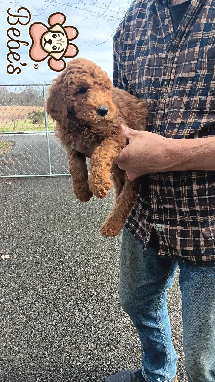 Standard poodle puppies 