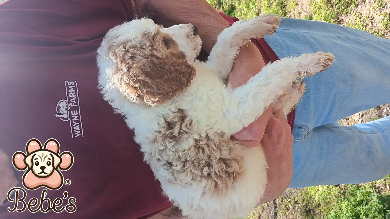 Standard poodles 