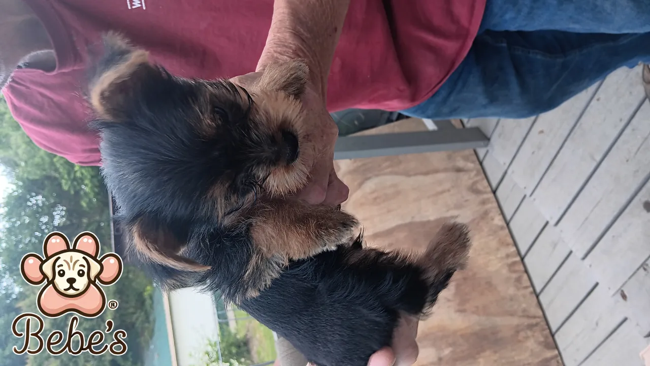 Yorkie  male small  900.