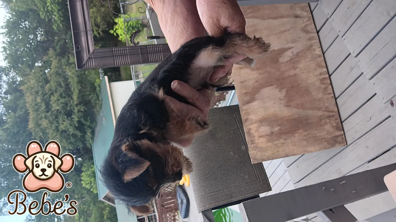 Yorkie  male small  900.