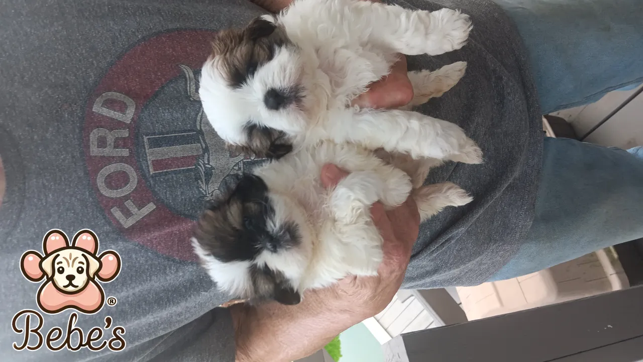 Shihtzus 2 females  available  800.each