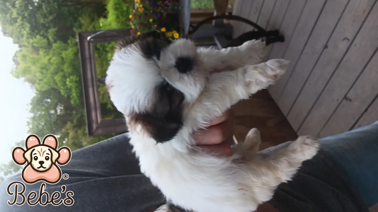 Shihtzus 2 females  available  800.each