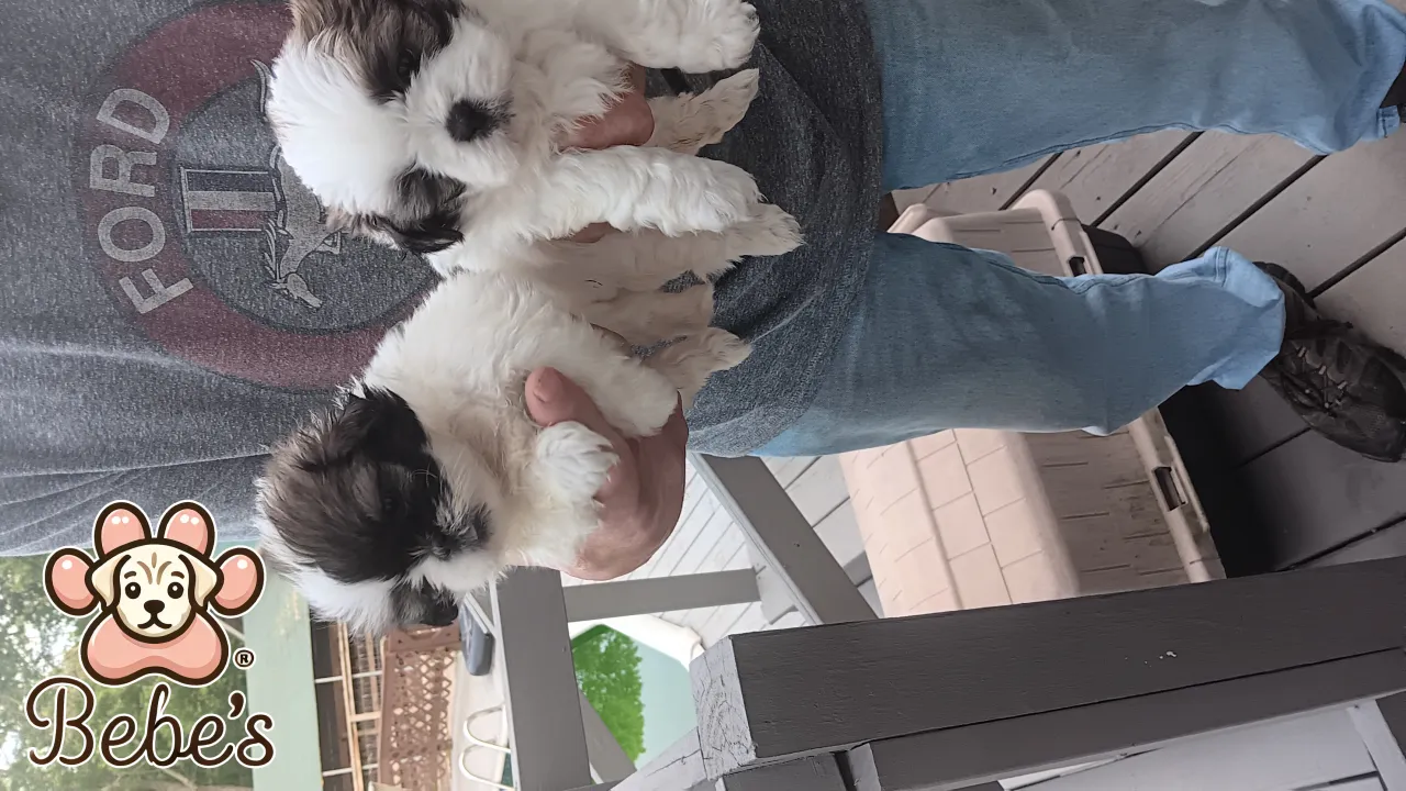 Shihtzus 2 females  available  800.each