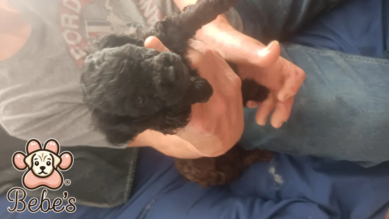 Toy poodles  2 chocolate males 1 female  black.