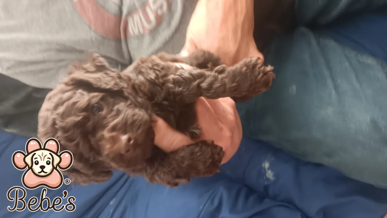 Toy poodles  2 chocolate males 1 female  black.