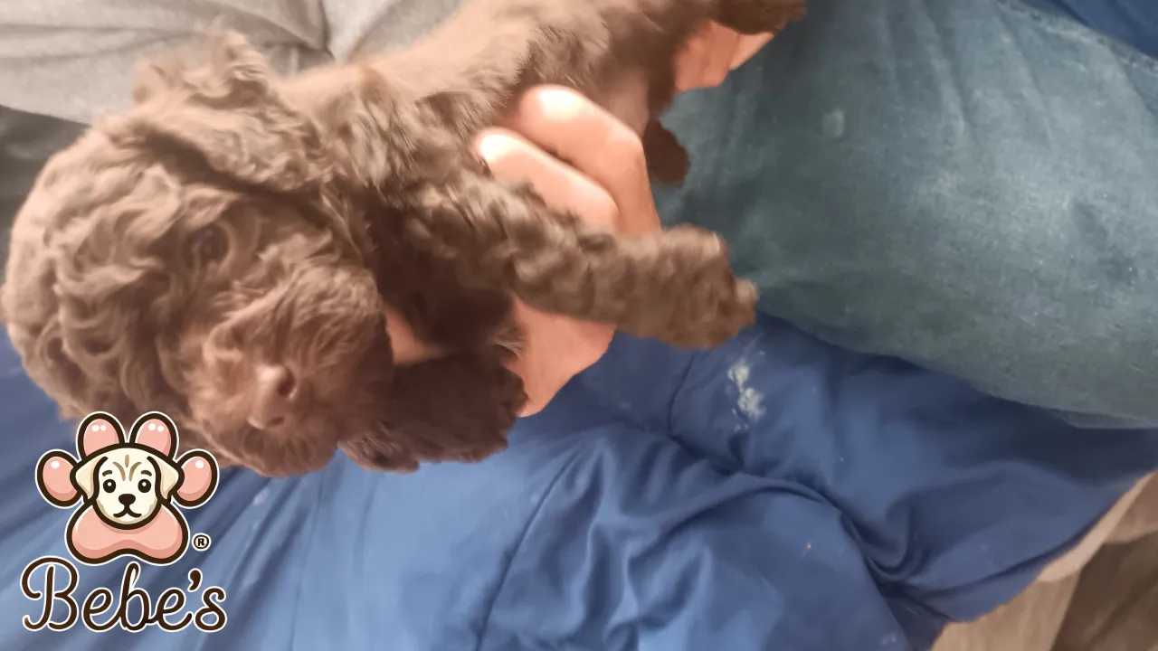 Toy poodles  2 chocolate males 1 female  black.