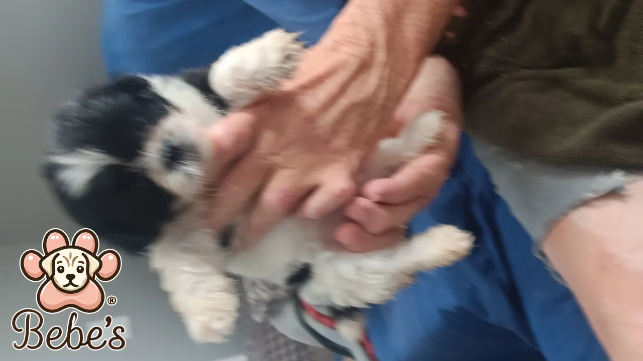 Shihtzus  2 males 700. Each 