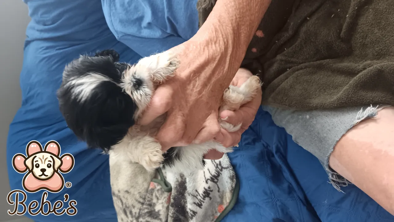 Shihtzus  2 males 700. Each 