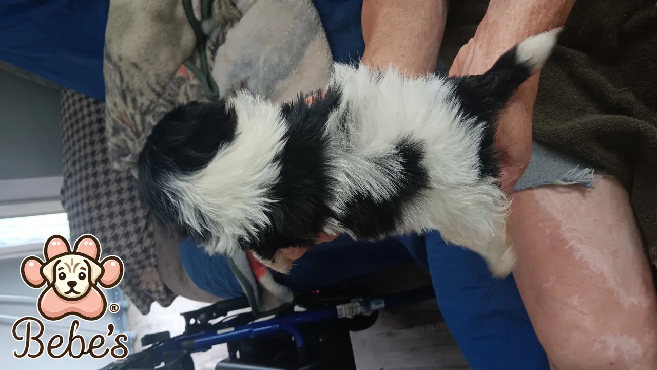 Shihtzus  2 males 700. Each 