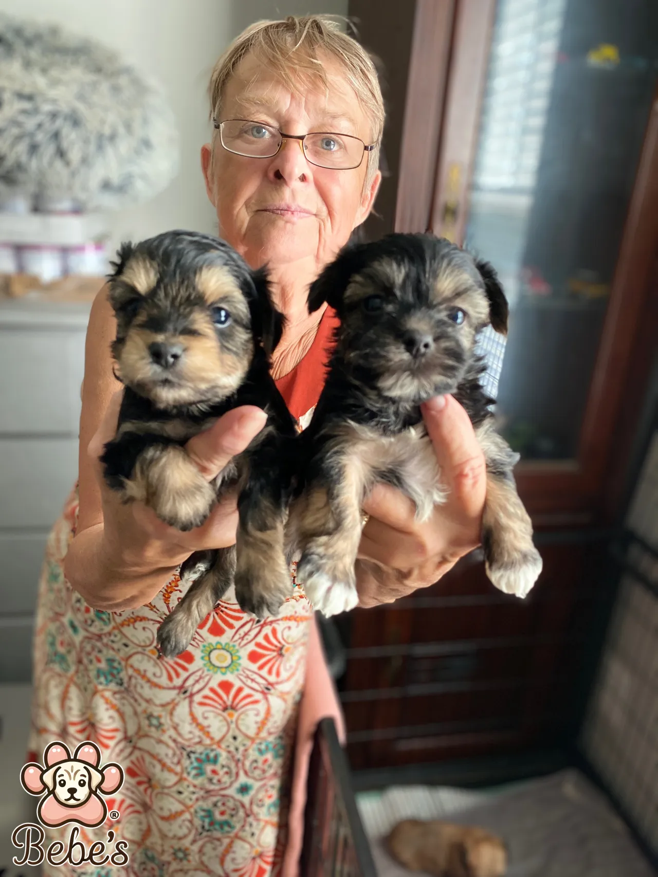 Yorkie puppies 2 males 1200.each Ckc registered 