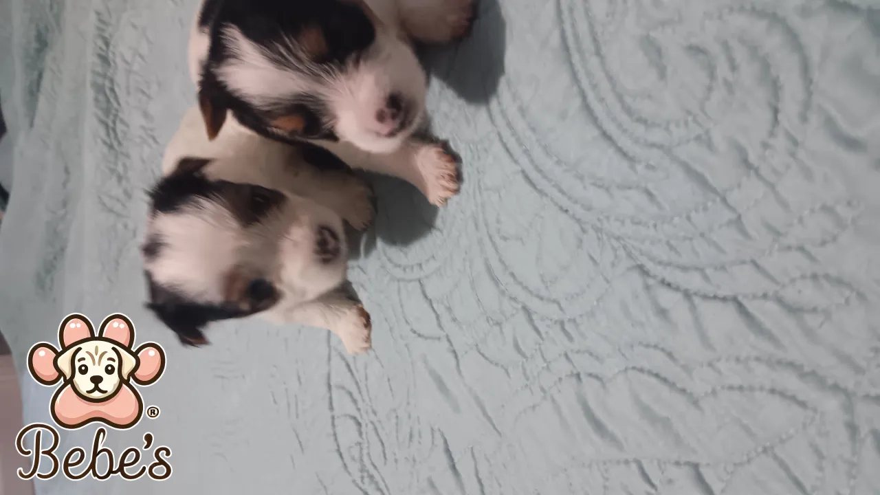 Party Yorkie females 1500.each