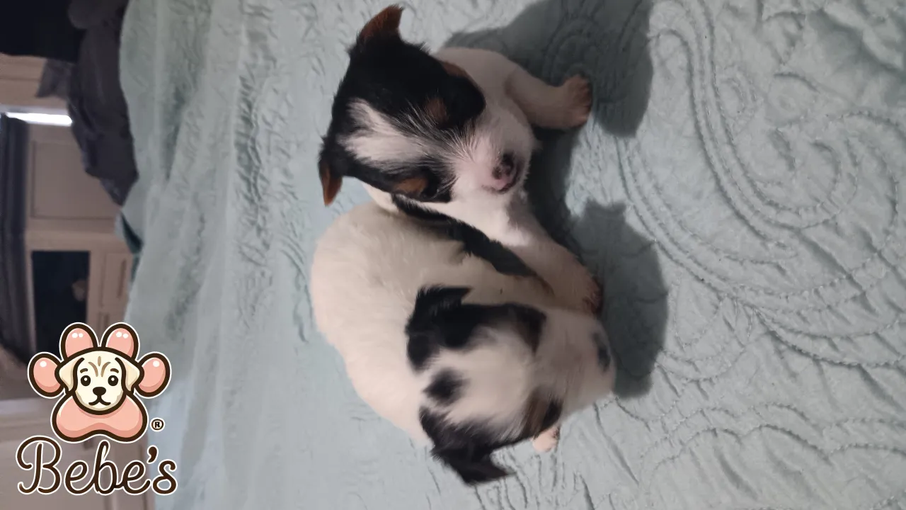 Party Yorkie females 1500.each