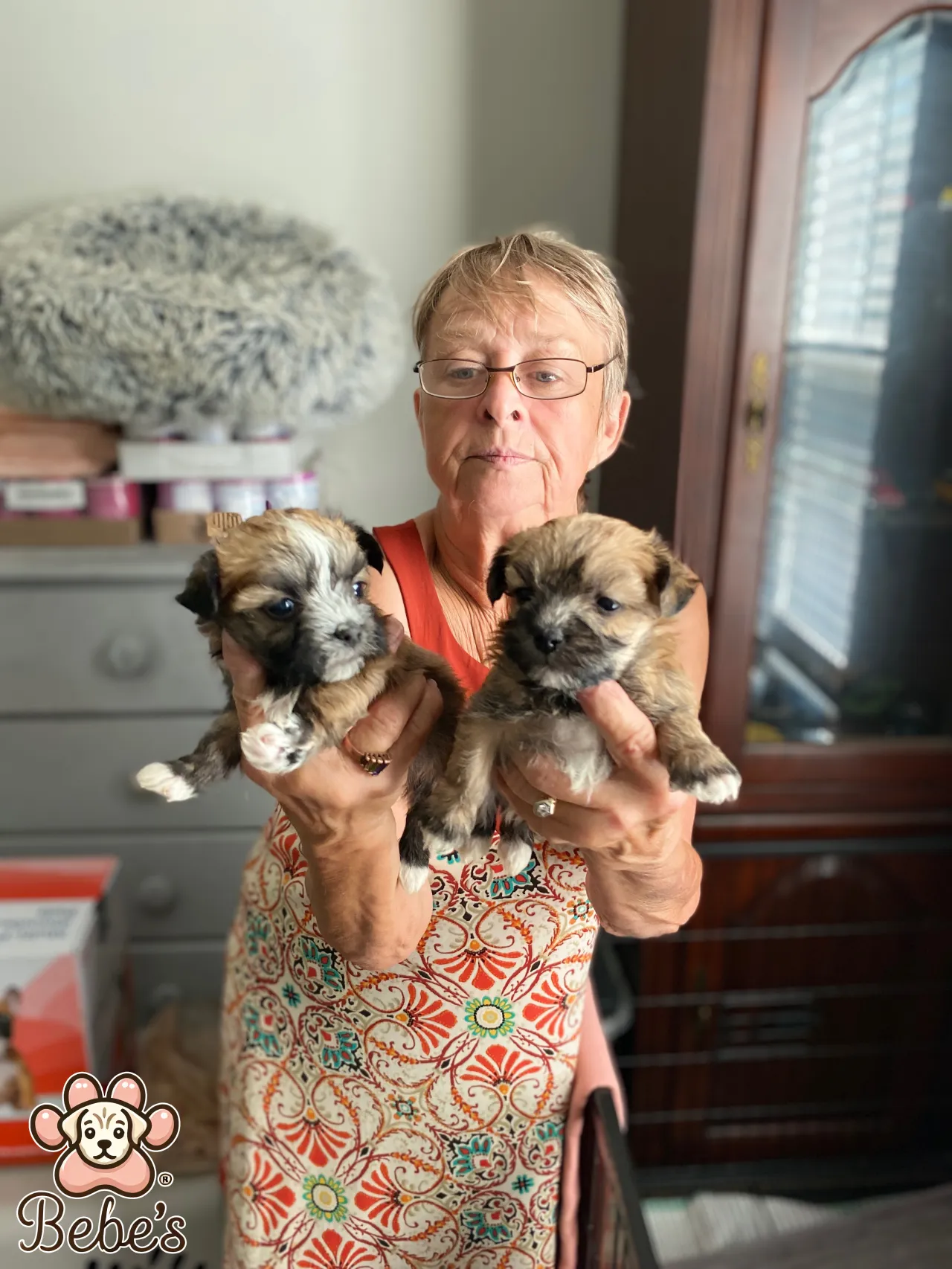 Morkie puppies available 