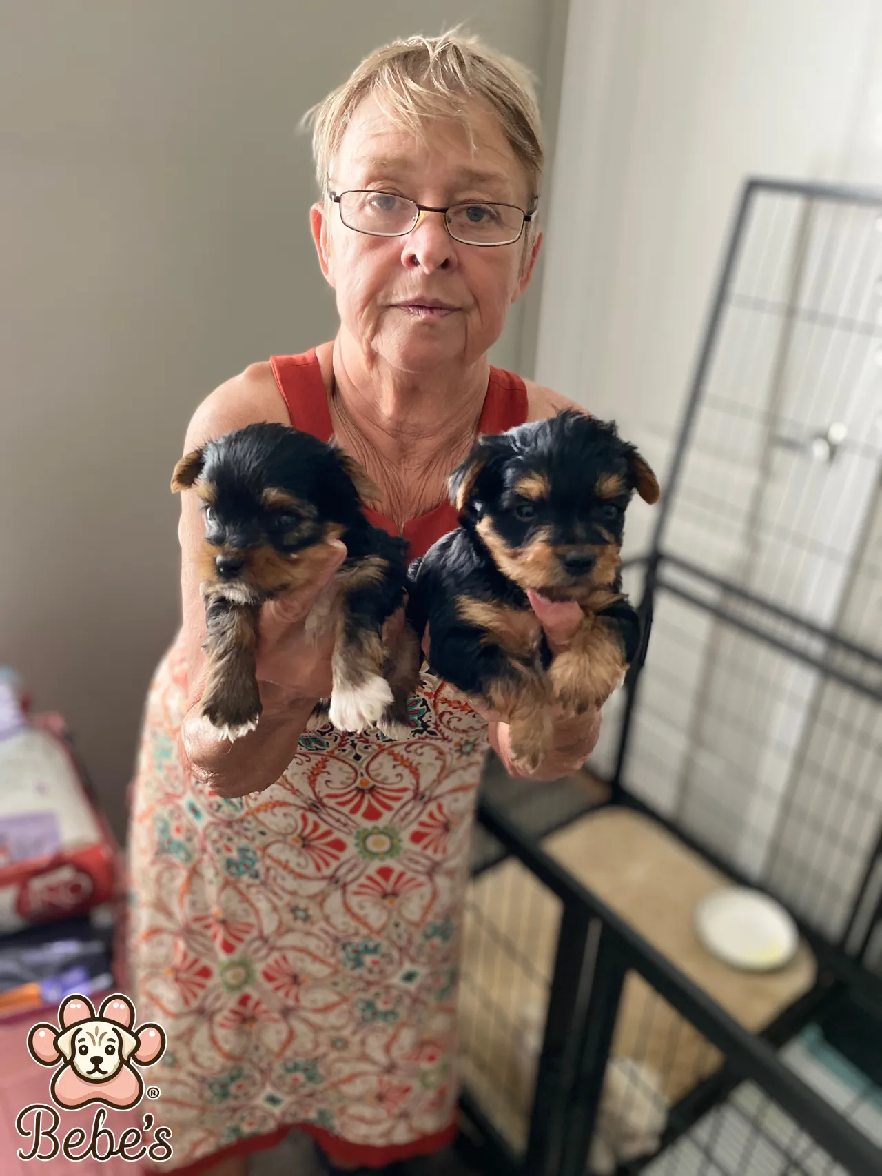 Morkie puppies available 