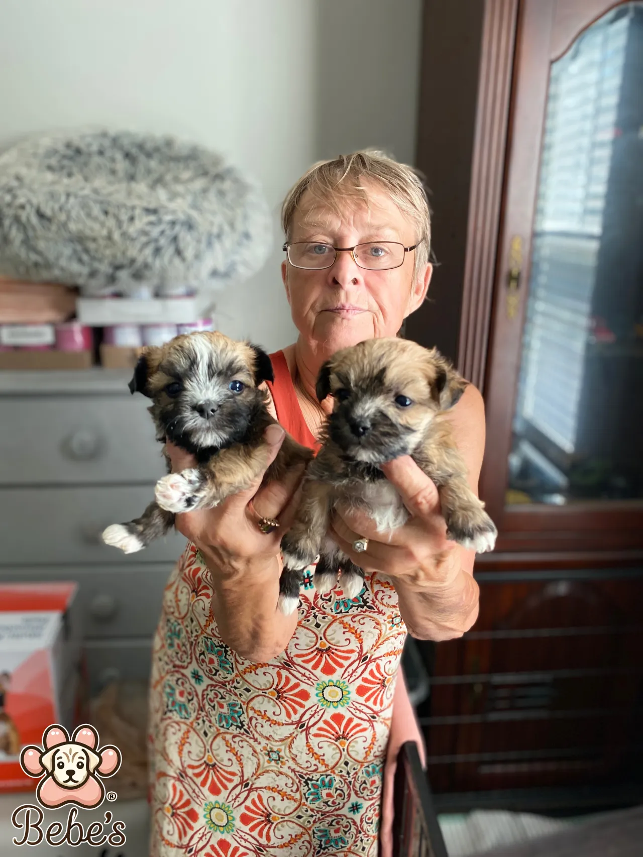 Morkie puppies available 