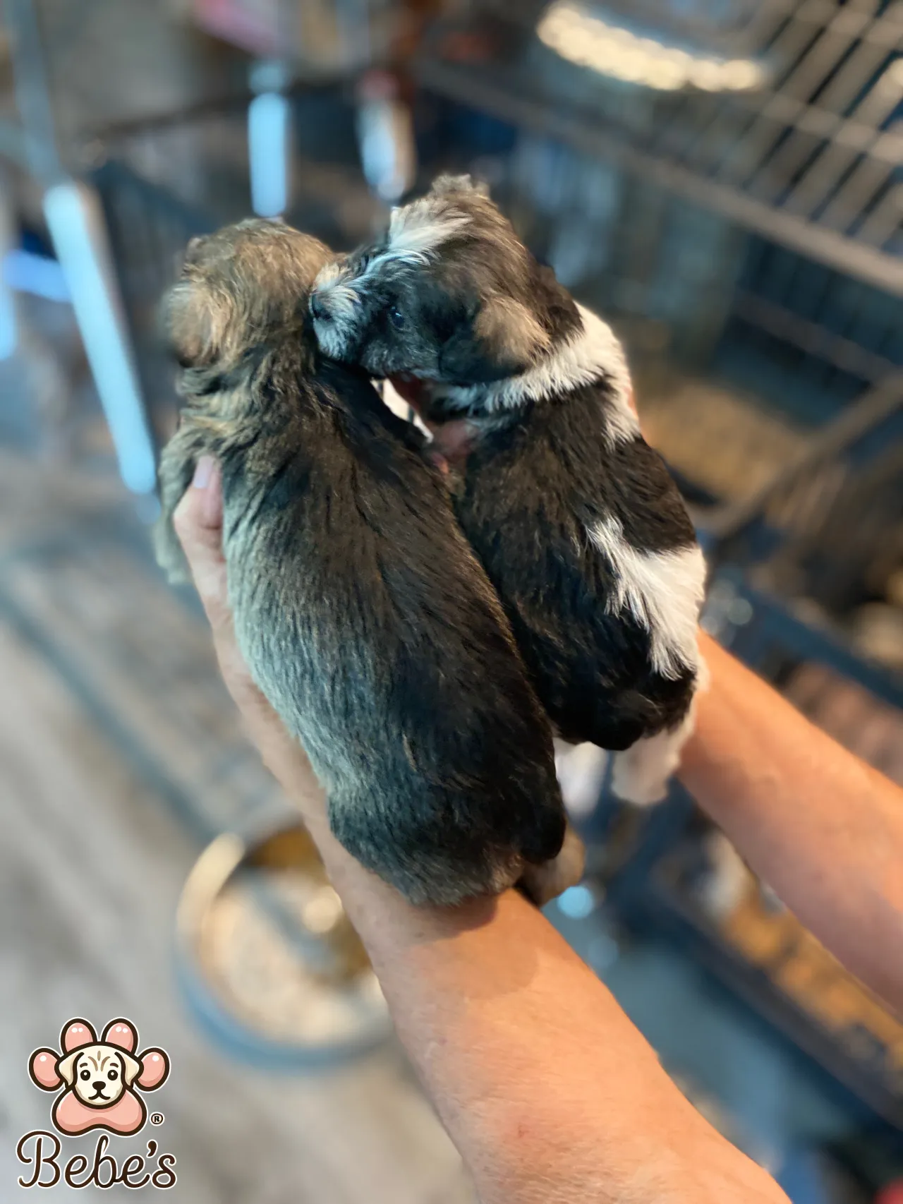 Schnauzers available 