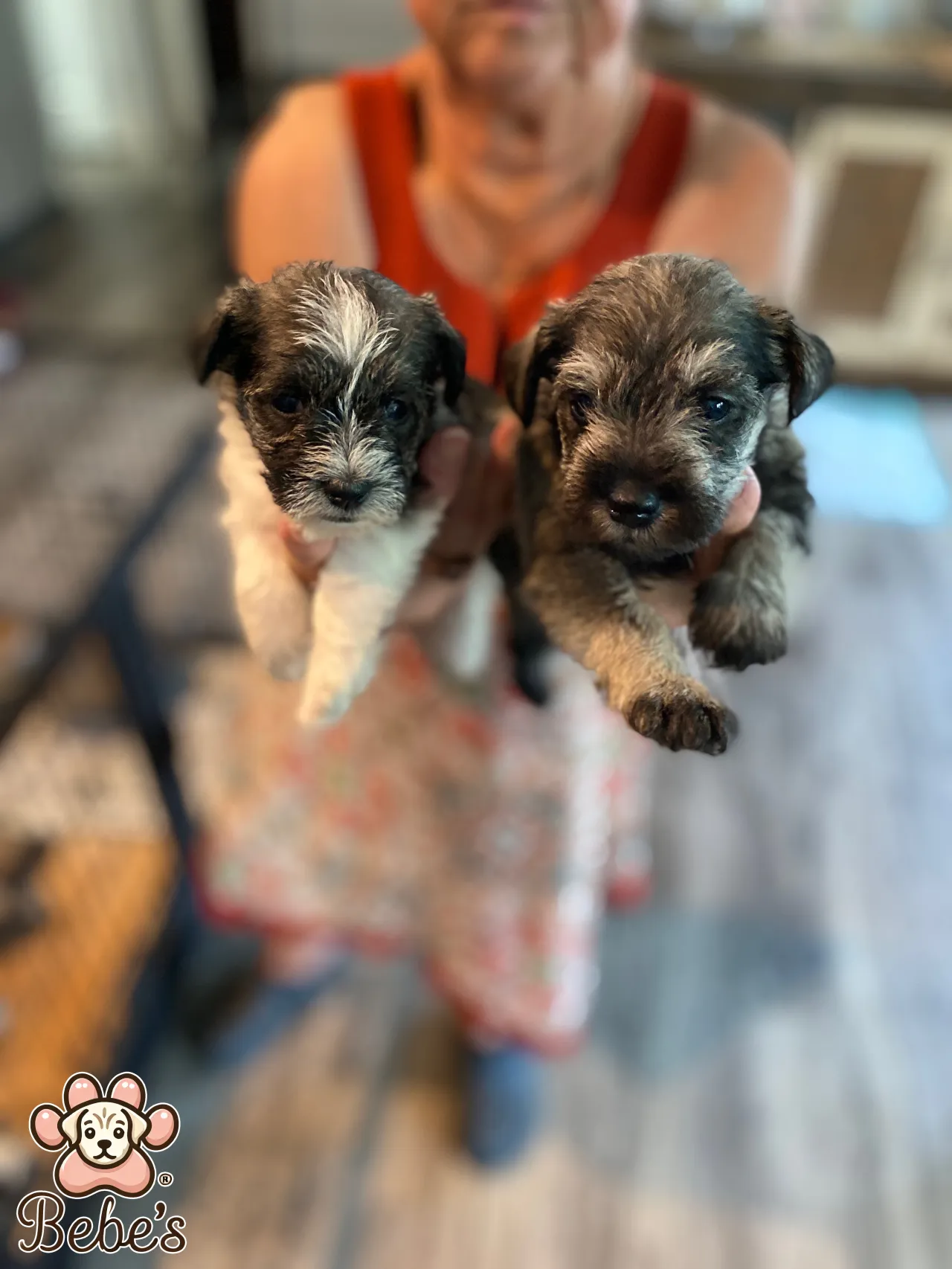 Schnauzers available 