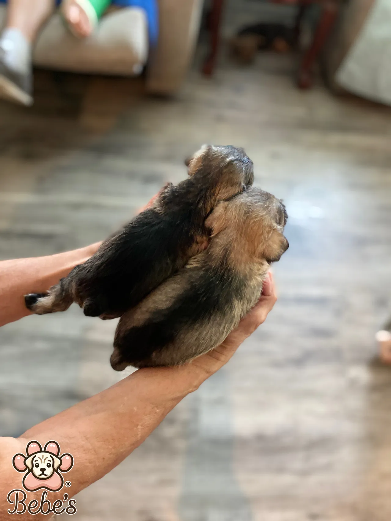 Schnauzers available 