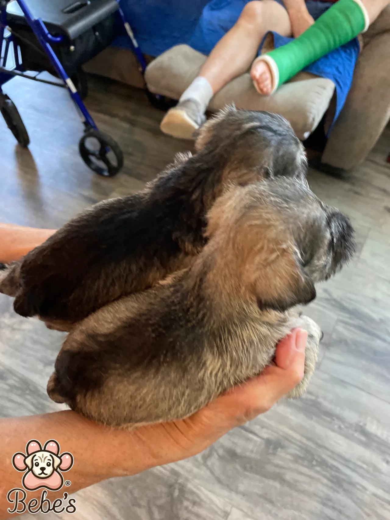 Schnauzers available 